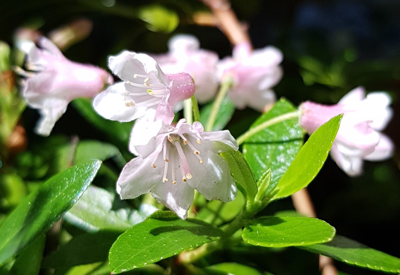 Bloombux ('Microhirs3')